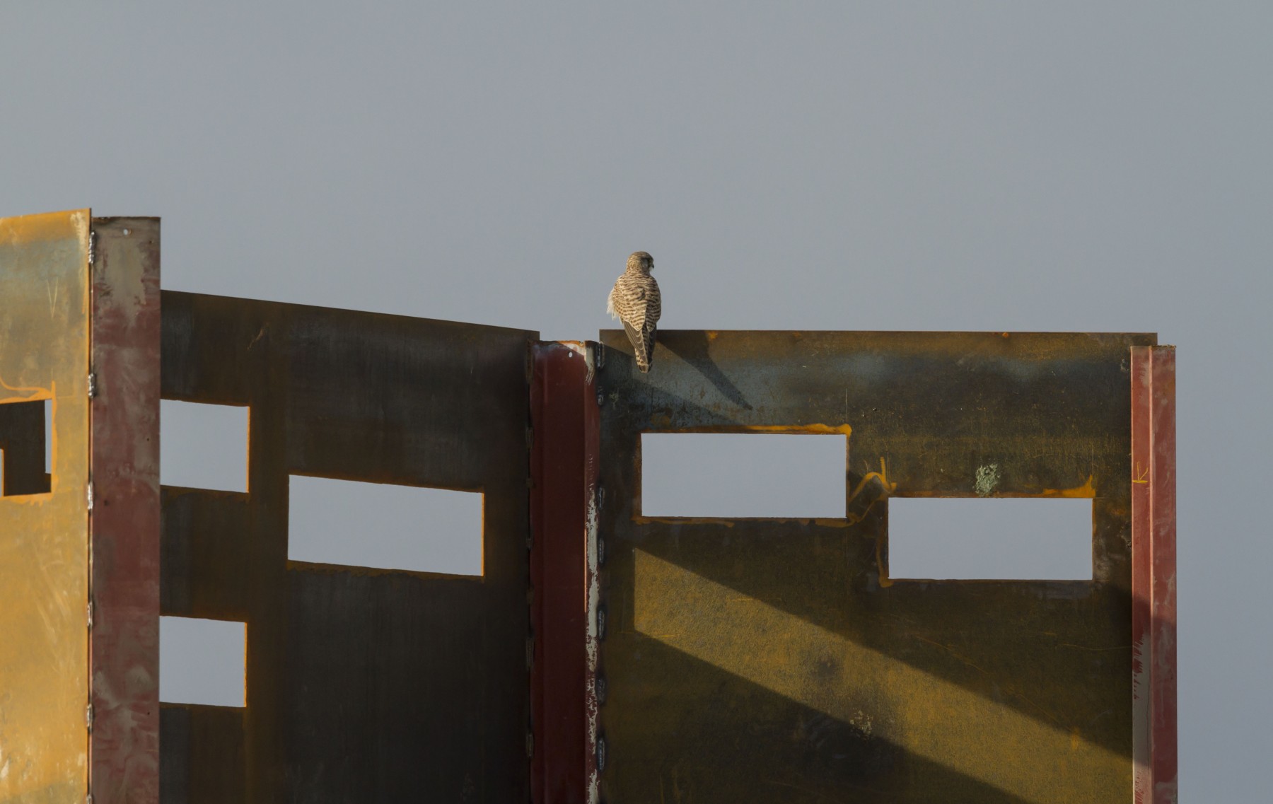Wilck-Valk op scherm